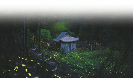 萤火虫视频,捕捉光影之美，探索生活瞬间